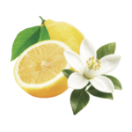 ブルーミングリモーネの香り